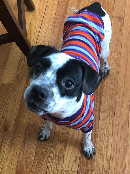 Adoptable Dogs