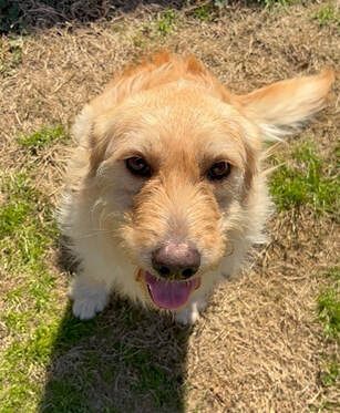 Sunshine golden retriever rescue discount adoptable dogs