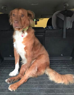 Adoptable Dogs