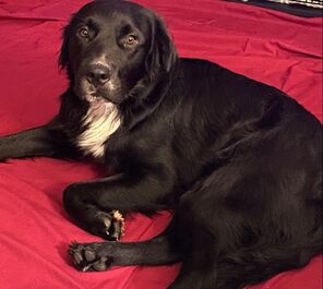 Sunshine golden retriever rescue adoptable dogs store