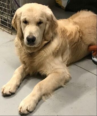 Sunshine golden retriever rescue discount adoptable dogs