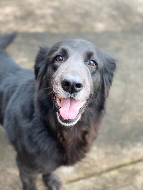 Adoptable Dogs
