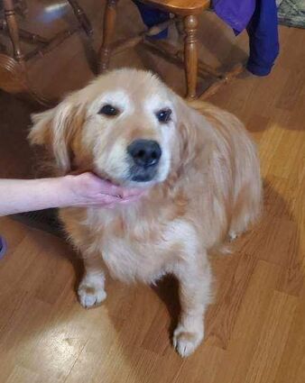 Sunshine golden retriever rescue discount adoptable dogs