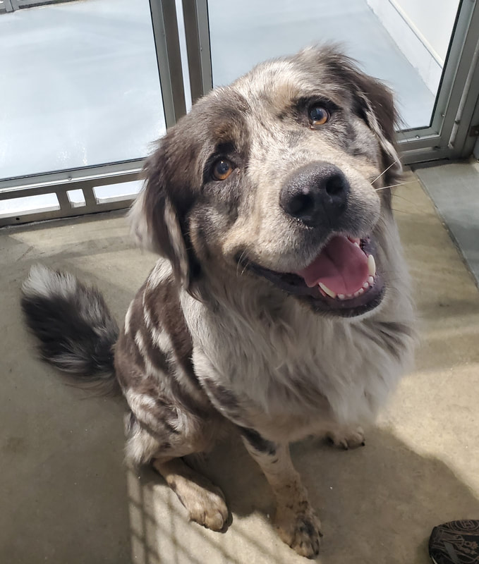 Catahoula golden retriever mix for sale sale