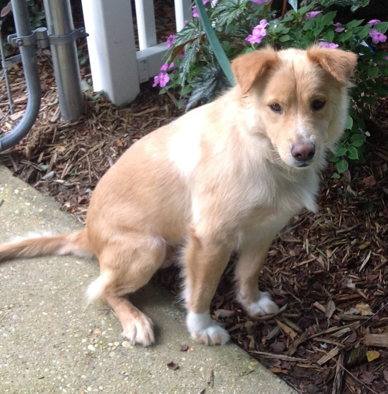 Shiba inu shop cross golden retriever